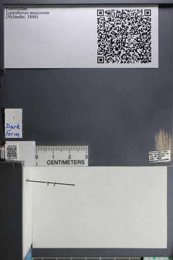 Media type: image;   Entomology 573173